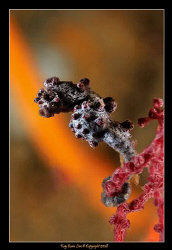 Hippocampus Bargabanti, Pygmy Seahorse, 
D300, YS-110a s... by Kay Burn Lim 